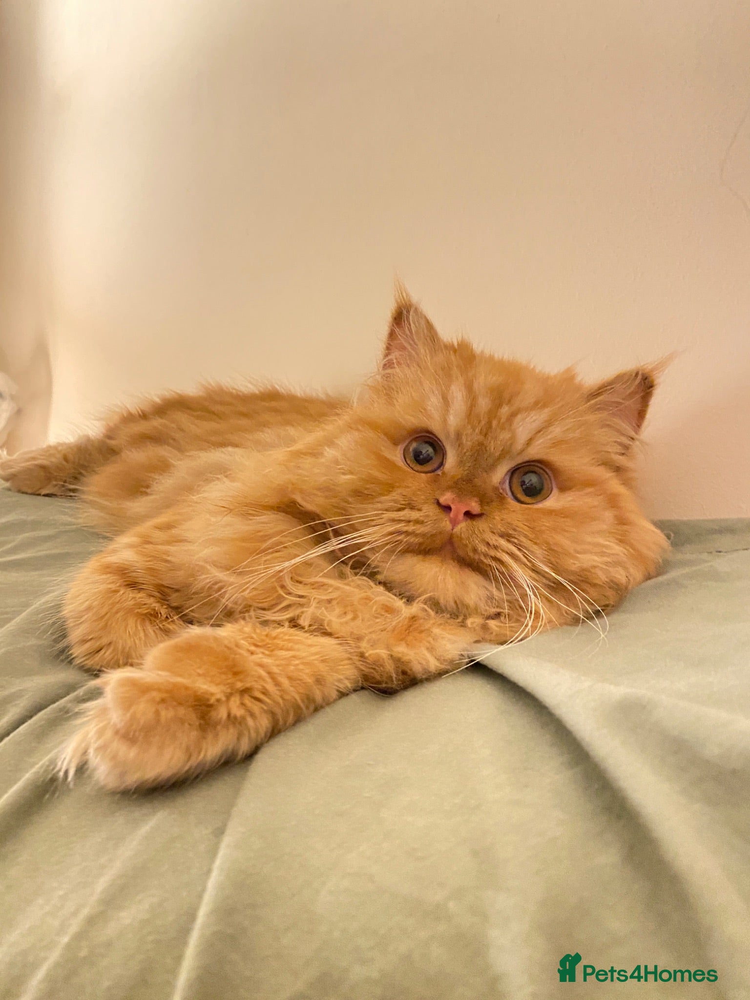 Persian cats 🏆 Proven Ginger Persian Stud|Experienced|Healthy - Advert 2