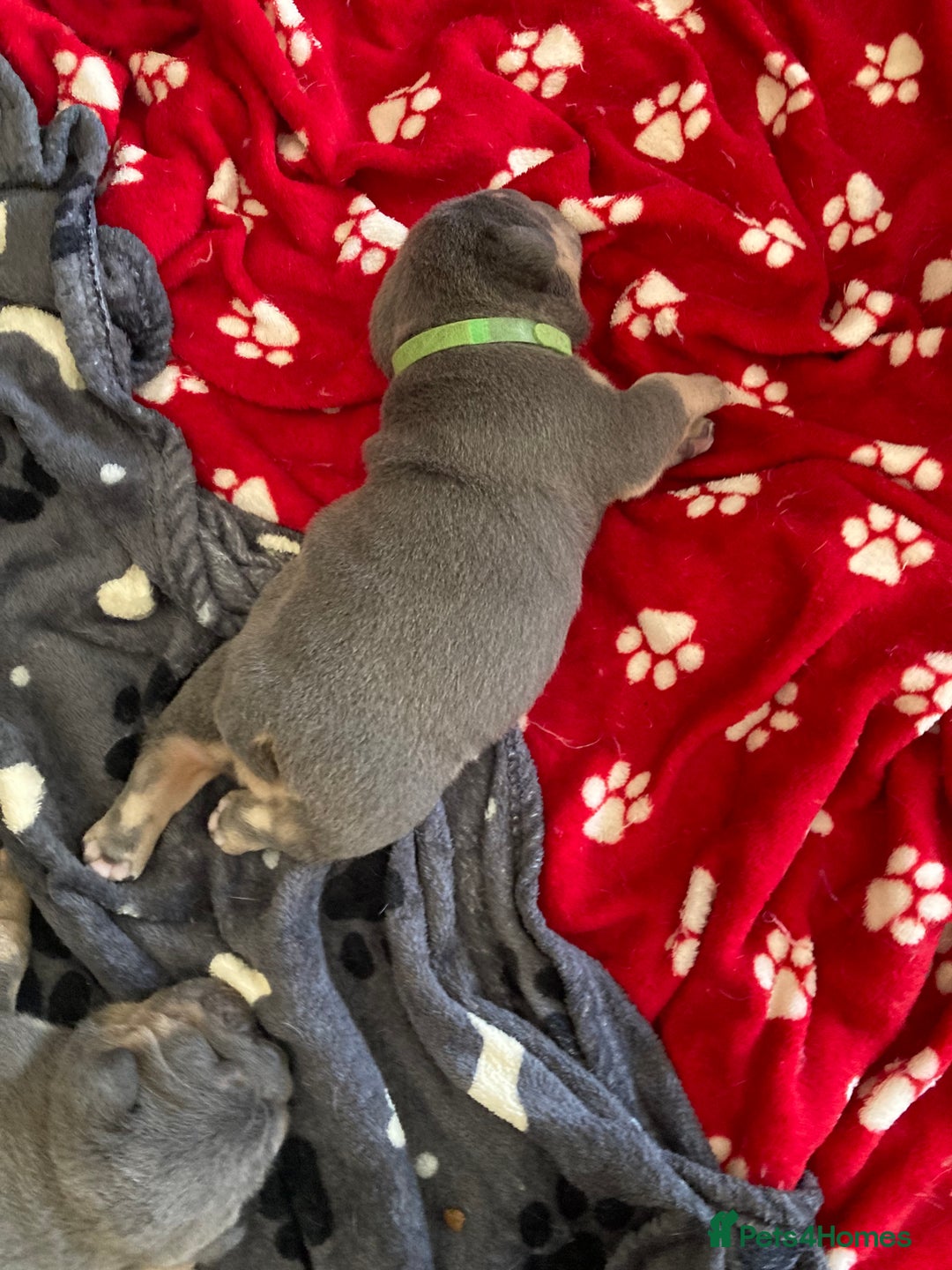 English Bulldog dogs for sale: New English bull dogs  - Image 5