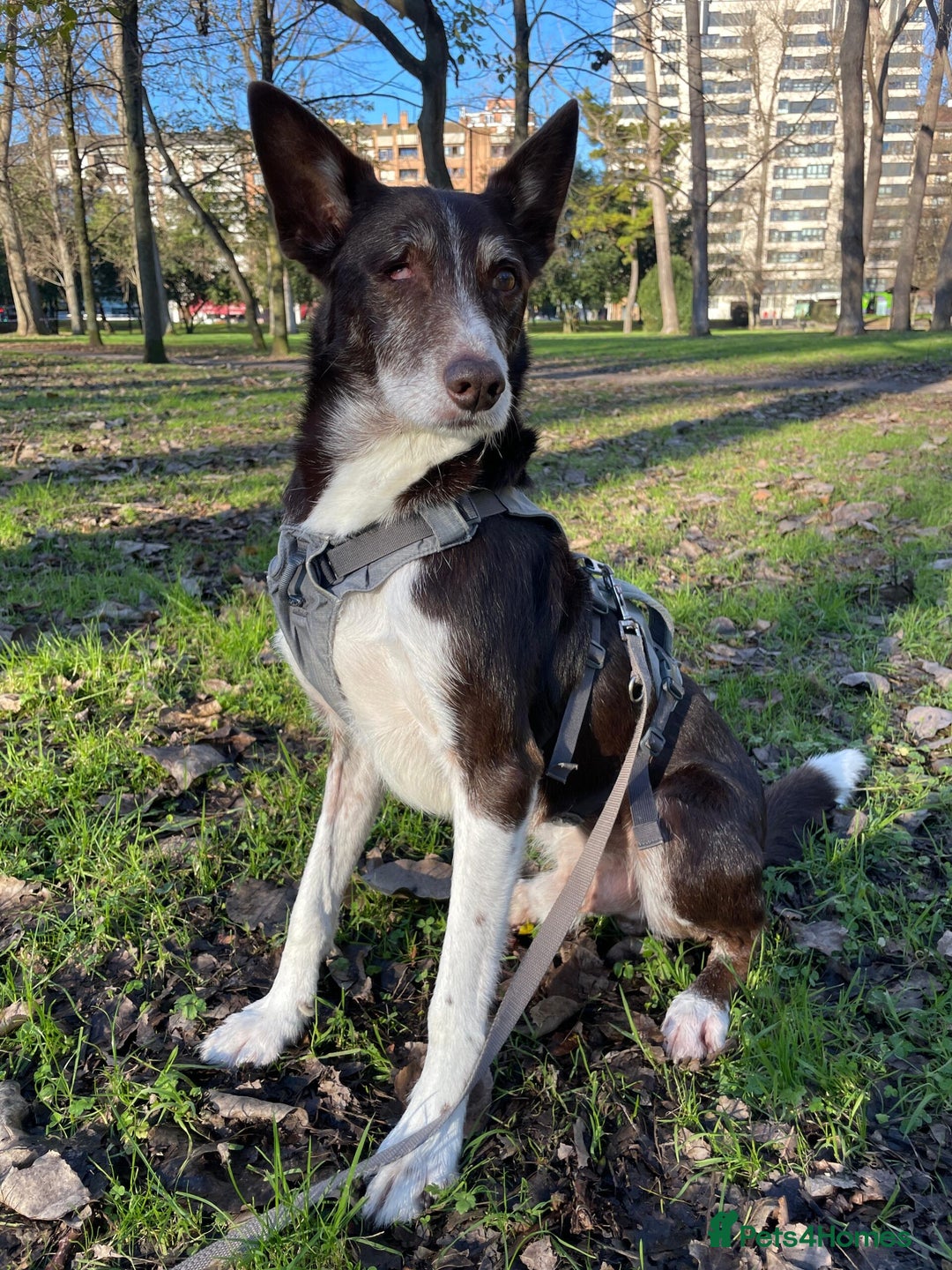 Ibizan Hound dogs for adoption: Bico  - Advert 3
