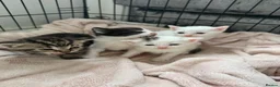 Mixed Breed cats for sale: Kittens for sale  in Northampton - Advert 13