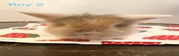 Mini Lion Lop rabbits for sale: Ready to leave 02/09/2026 - Advert 5