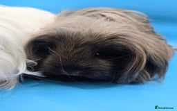 Guinea Pig rodents for sale: Sheltie/Coronet/Merino/Alpaca  GUINEA PIG "SOWS" - Image 5