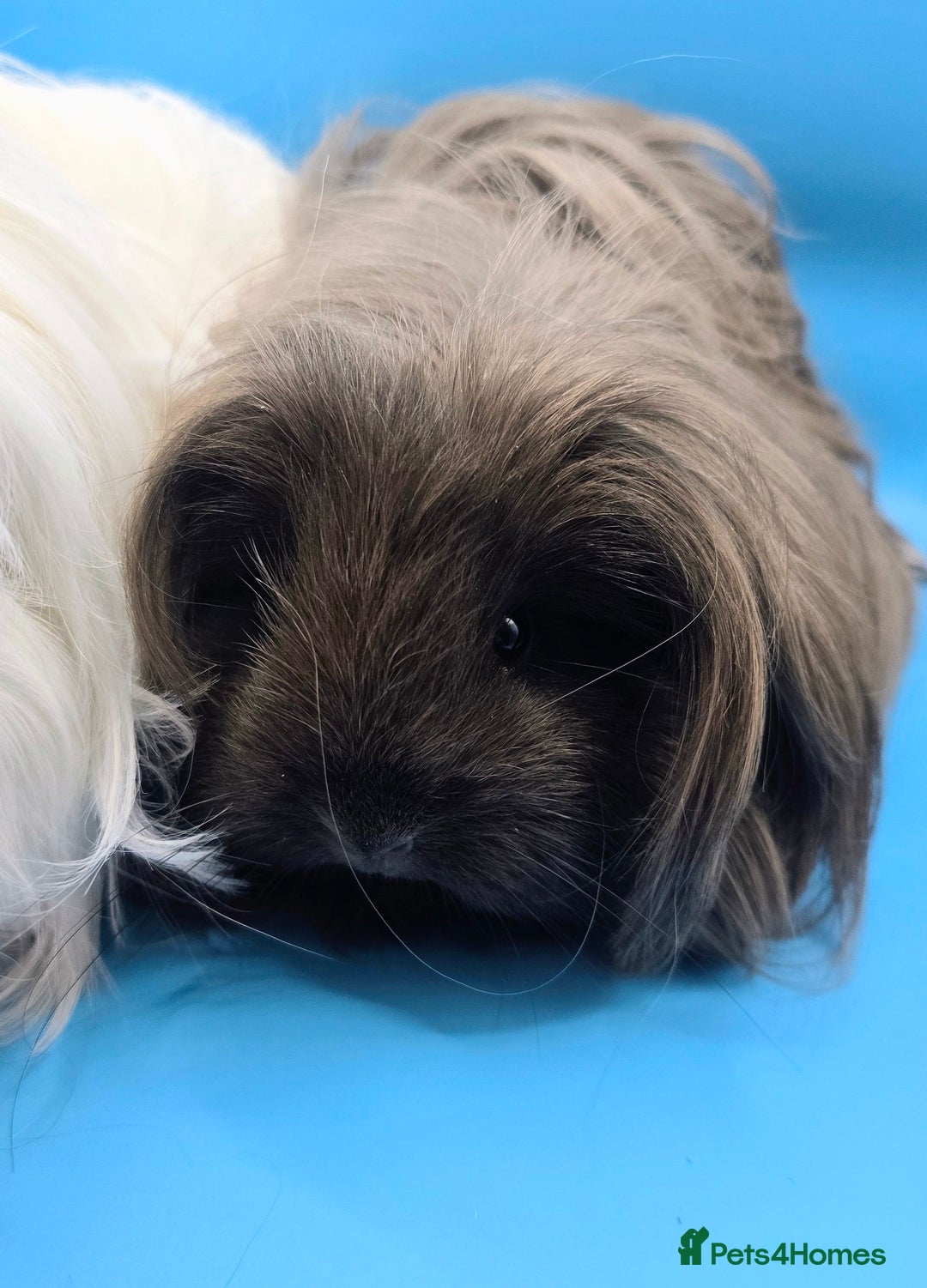 Guinea Pig rodents for sale: Sheltie/Coronet/Merino/Alpaca  GUINEA PIG "SOWS" - Image 5