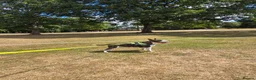 Bull Terrier dogs for stud: UK CH SIRED STUD - TOP EMRED & ARICON BLOODLINES - Advert 2