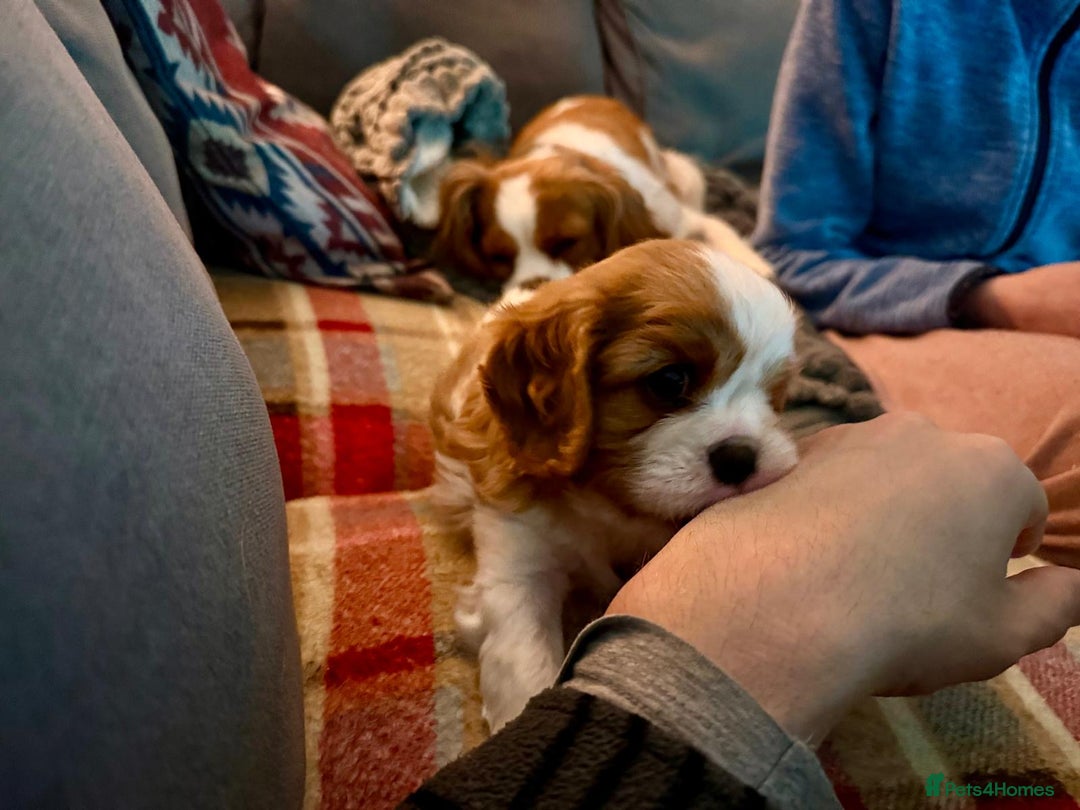Cavalier King Charles Spaniel dogs for sale: King Charles Cavalier Blenheim boy available 🐶🥰 - Advert 8