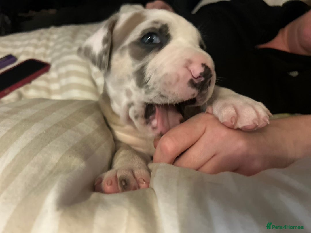 Mixed Breed dogs for sale: Beautiful sable (or blue) harlequin puppy  - Advert 4