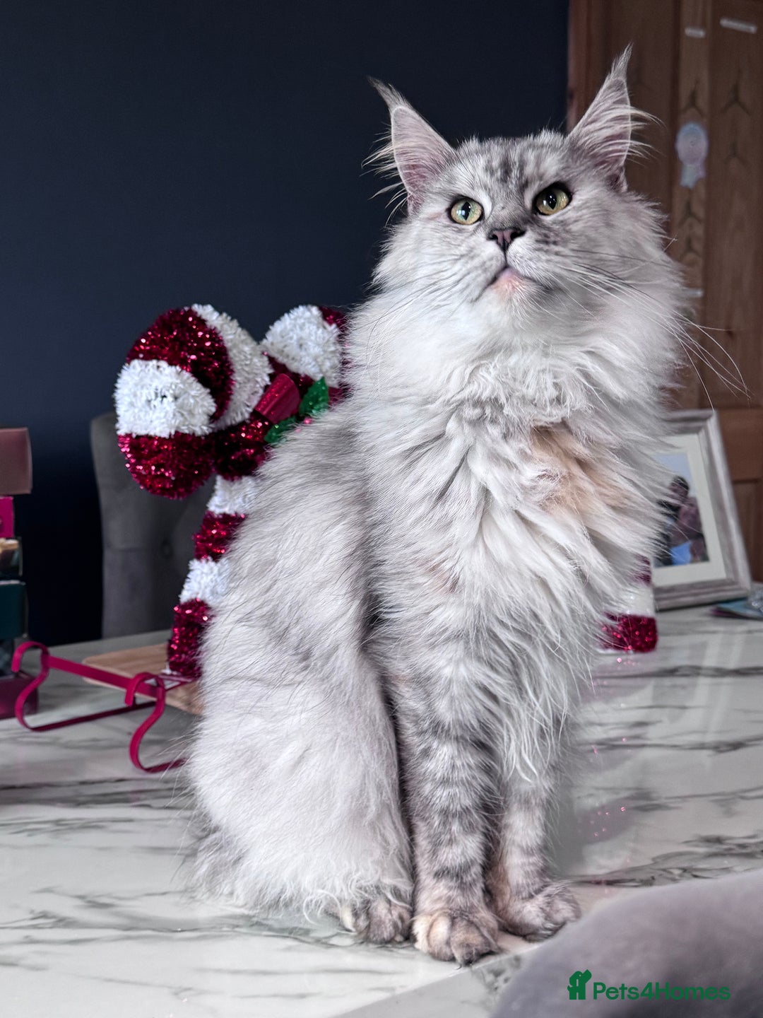 Maine Coon cats for sale: Exceptional Mainecoon Cubs 3 left - Advert 17