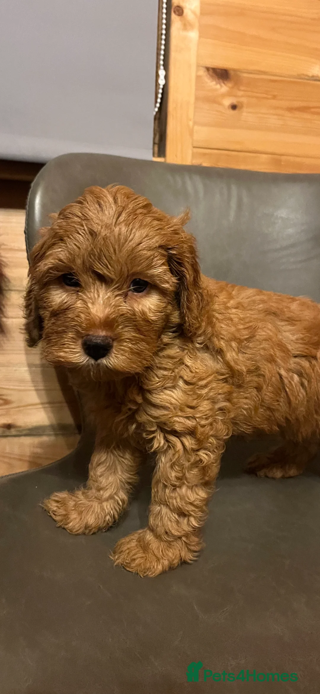 Cavapoo dogs for sale: Cava poo puppies - Advert 3