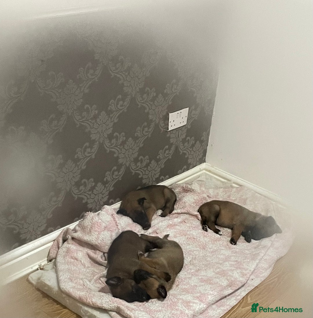 Belgian Shepherd Dog dogs for sale: Belgian Malinois - Image 9