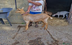 Goats livestock for sale: Registered Royal Golden Guernsey kids - Image 3