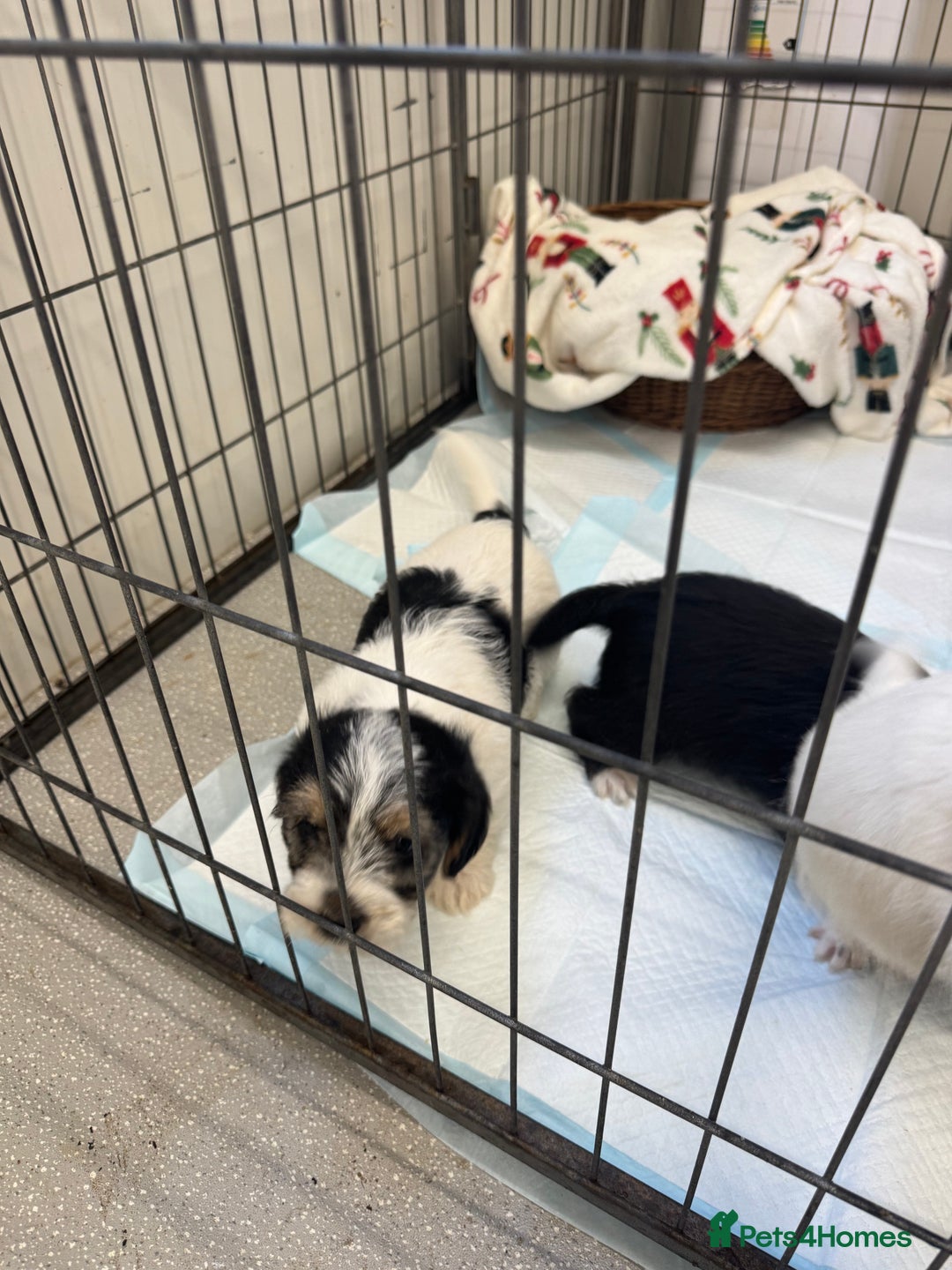 Jack Russell dogs for sale: Jack Russell  x Shitzu puppies  - Advert 11