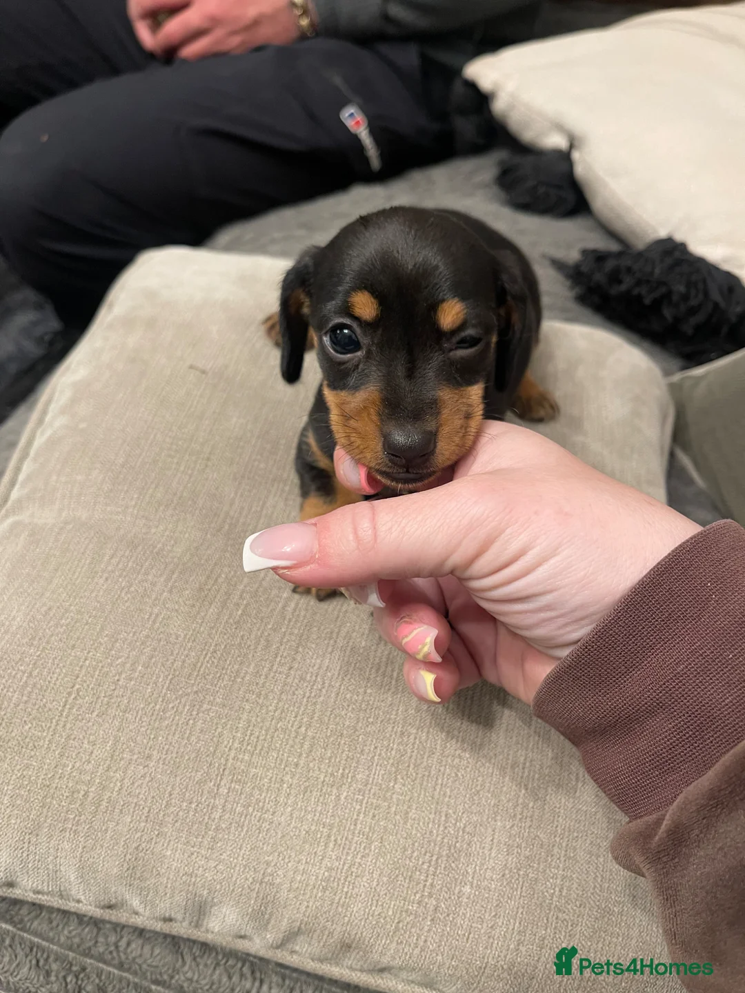 Dachshund dogs for sale: Dachshund puppy  - Advert 2