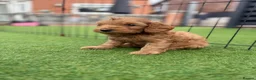 Cockapoo dogs for sale: Beautiful F2 cockapoo  - Advert 10