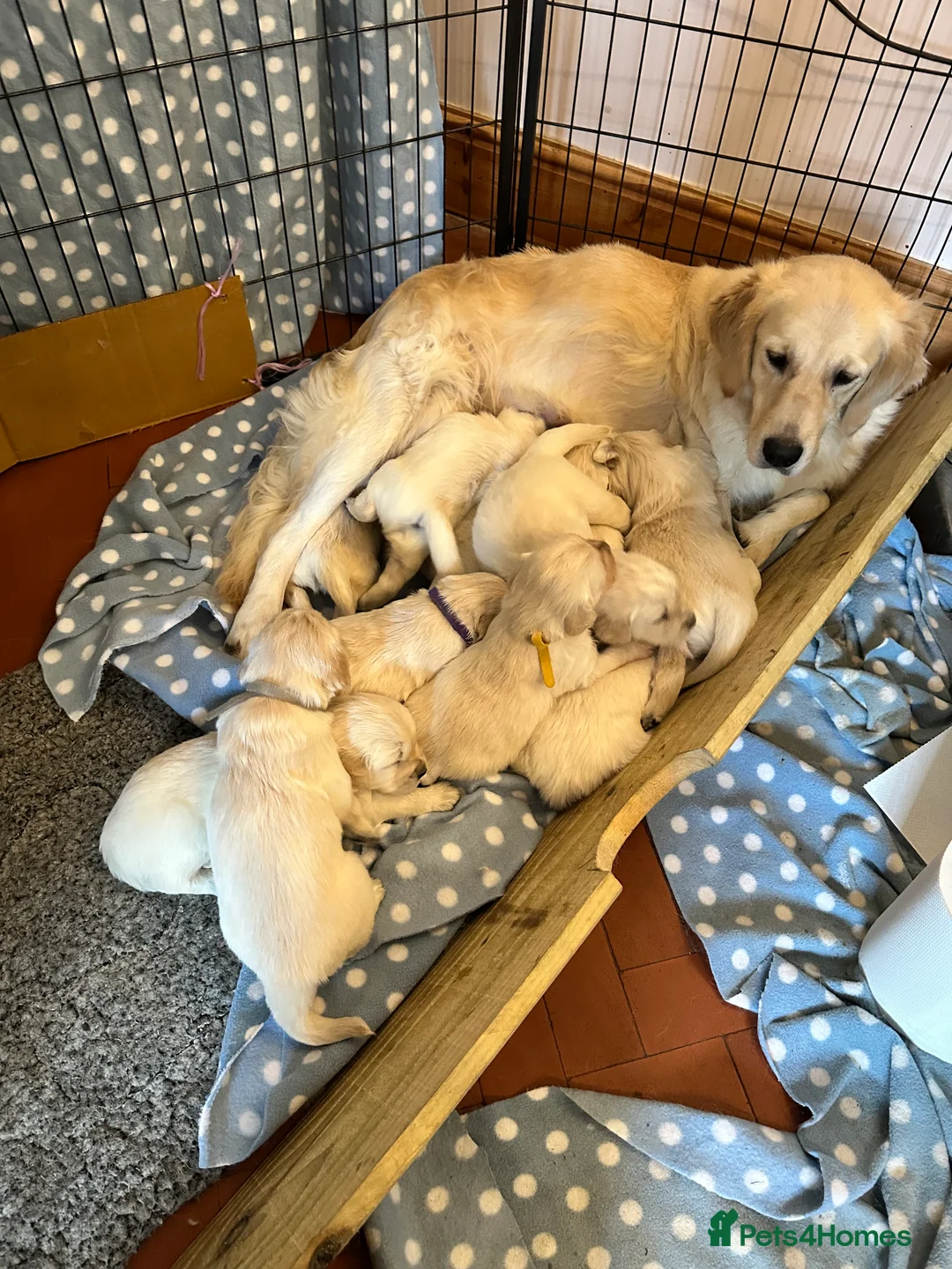Golden Retriever dogs for sale: Golden Retriever puppies - Advert 2
