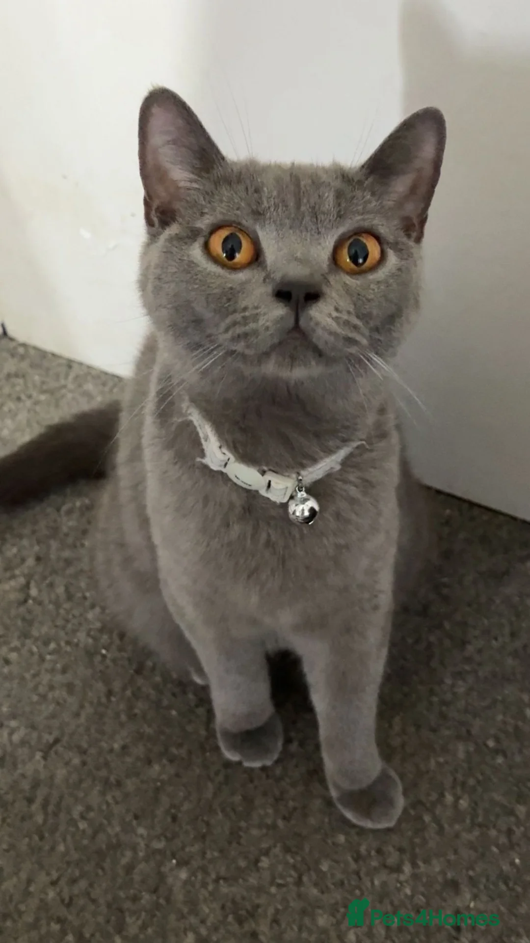 British Shorthair cats for sale: Beautiful Full British Shorthair Kittens🐱 in London - Advert 2