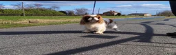 Cavalier King Charles Spaniel dogs for stud: Beautiful extensively health tested Cavalier Stud  in Wisbech - Advert 8