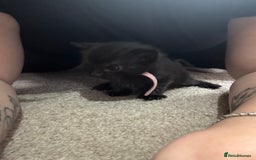 Domestic Shorthair cats for sale: Black and grey kittens - Image 12