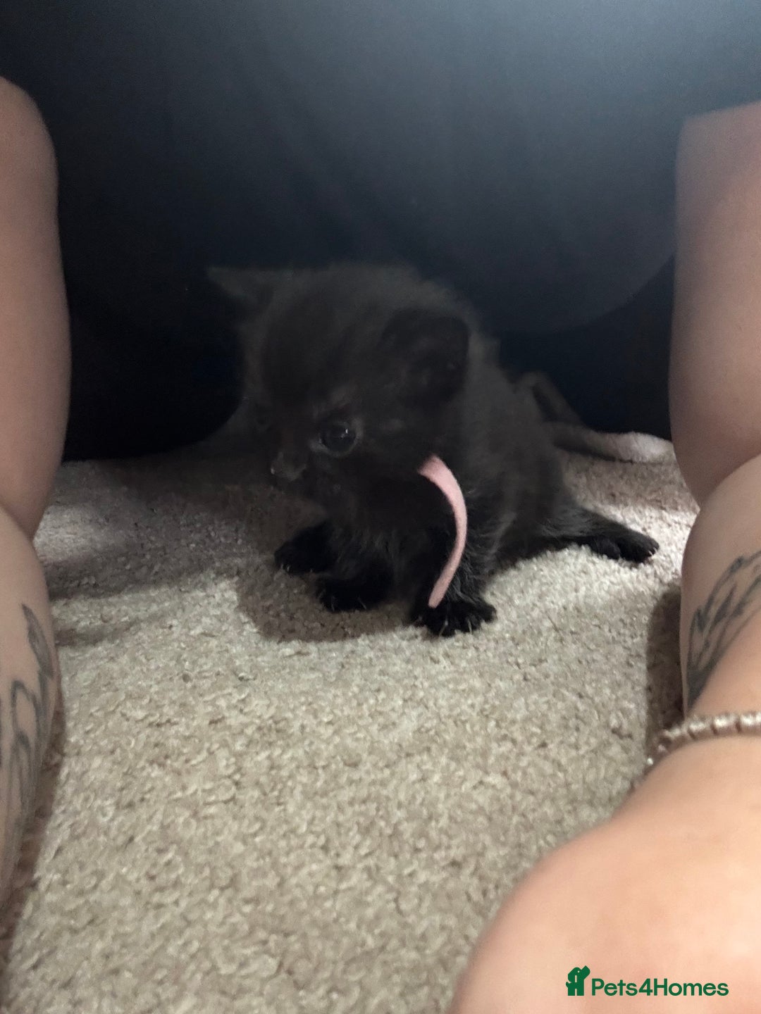 Domestic Shorthair cats for sale: Black and grey kittens - Image 12