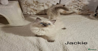 Ragdoll cats Purebred Ragdoll Kittens - TICA - YORKSHIRE - Advert 7