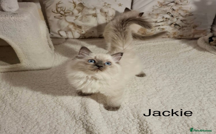 Ragdoll cats Purebred Ragdoll Kittens - TICA - YORKSHIRE - Advert 7