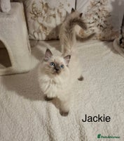 Ragdoll cats Purebred Ragdoll Kittens - TICA - YORKSHIRE - Advert 7