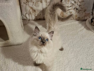 Ragdoll cats Purebred Ragdoll Kittens - TICA - YORKSHIRE - Advert 6