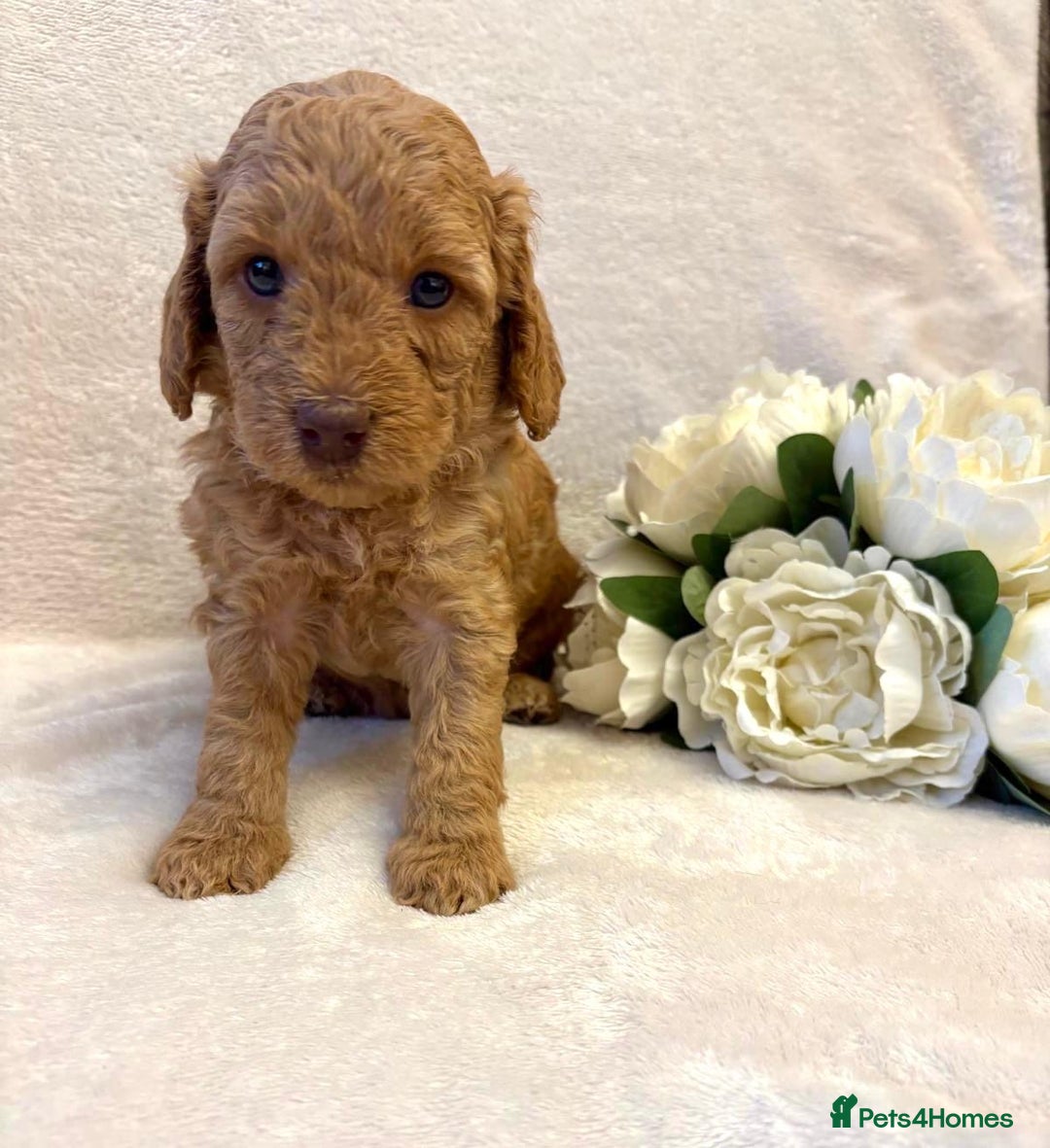 Cockapoo dogs for sale: Premium F2B BLUE EYES Cockapoos/chocolate merle - Advert 5