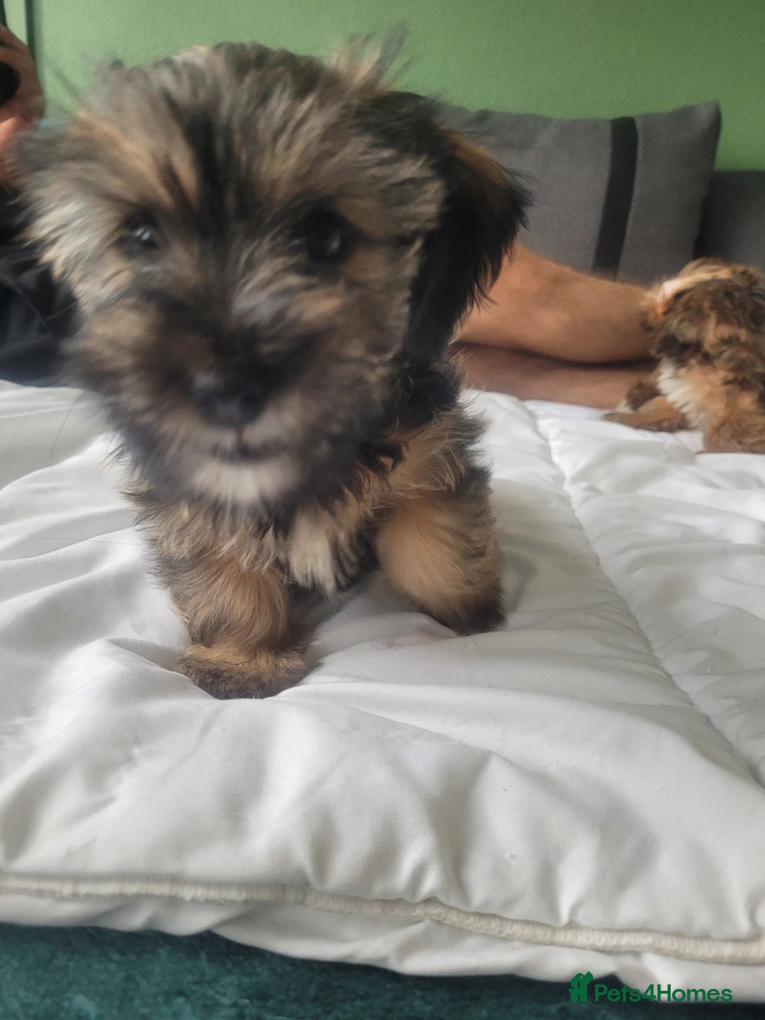 Mixed Breed dogs for sale: shorkie  - Image 3
