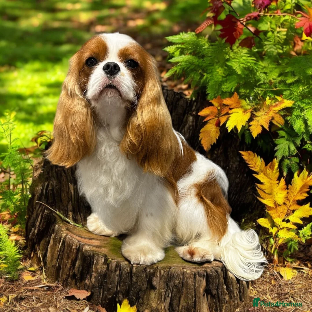 Cavalier King Charles Spaniel dogs for sale: Cavalier king charles spaniel puppies  - Advert 2