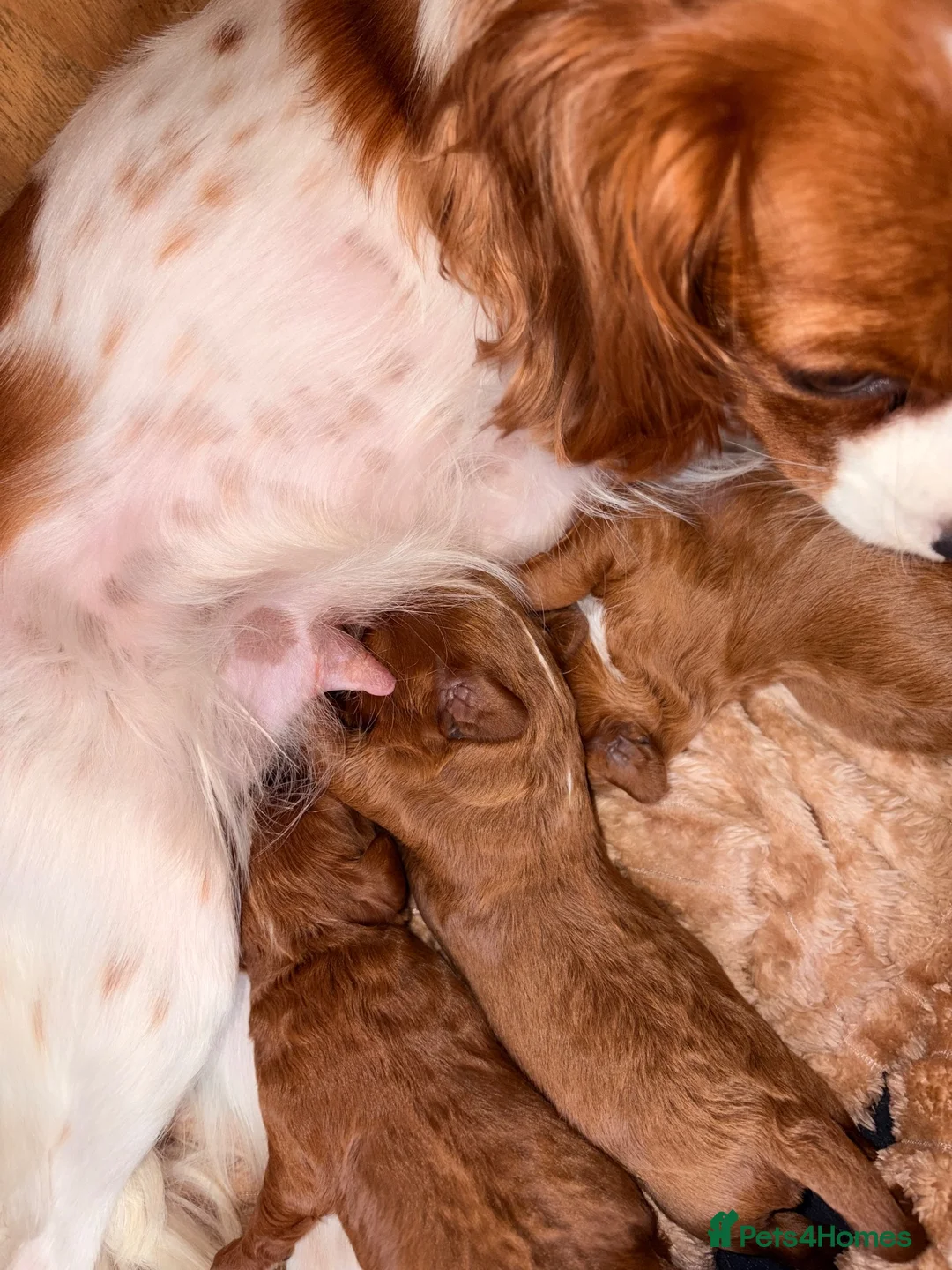 Cavapoo dogs for sale: Deep red white marking toy cavapoo puppy’s  in Kingswinford - Advert 9