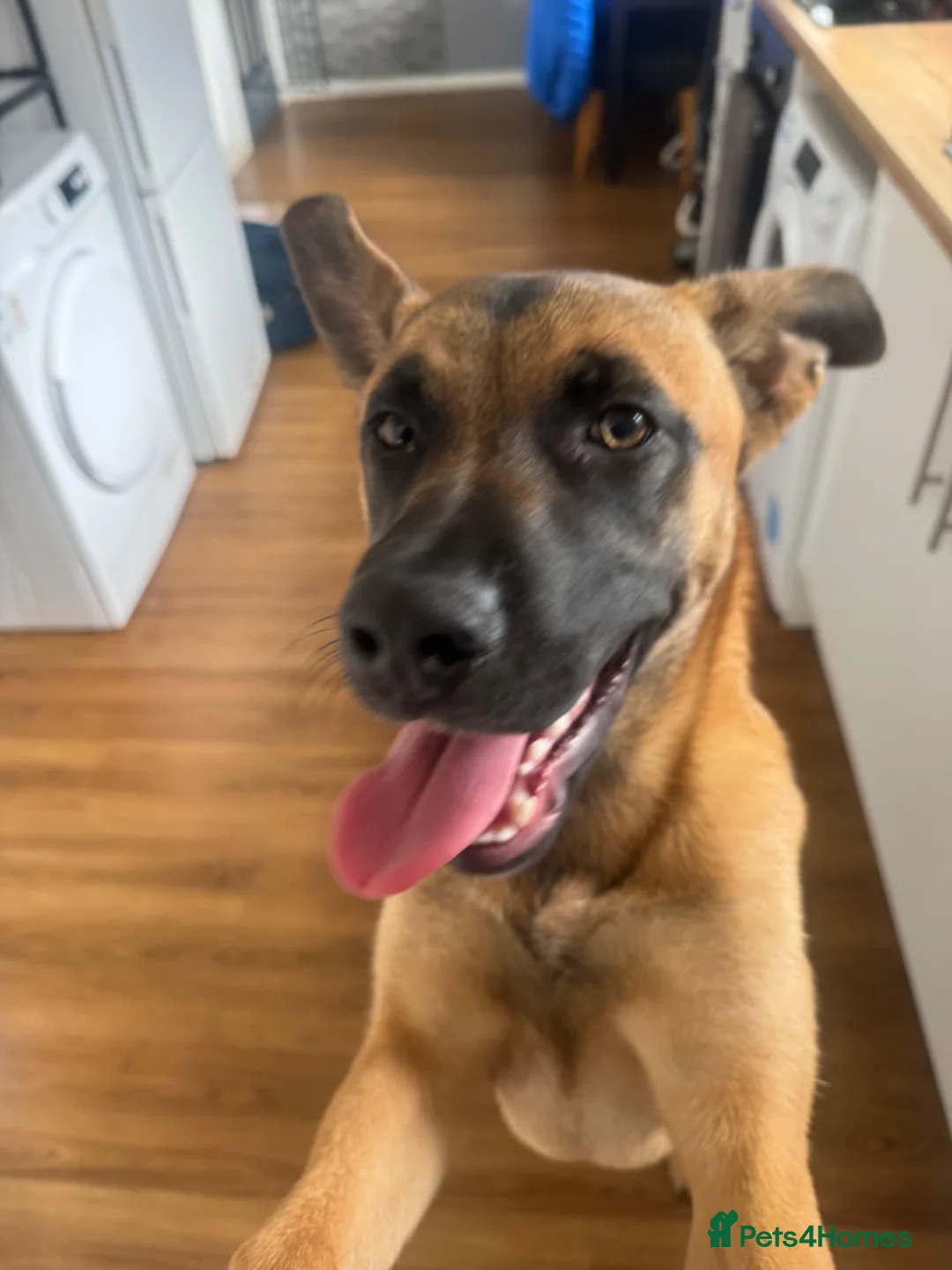 Mixed Breed dogs for sale: Sasha  in Darlington - Advert 3