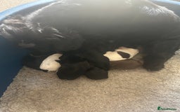 Cocker Spaniel dogs for sale: Well socialised Pedigree Cocker pups - Image 2