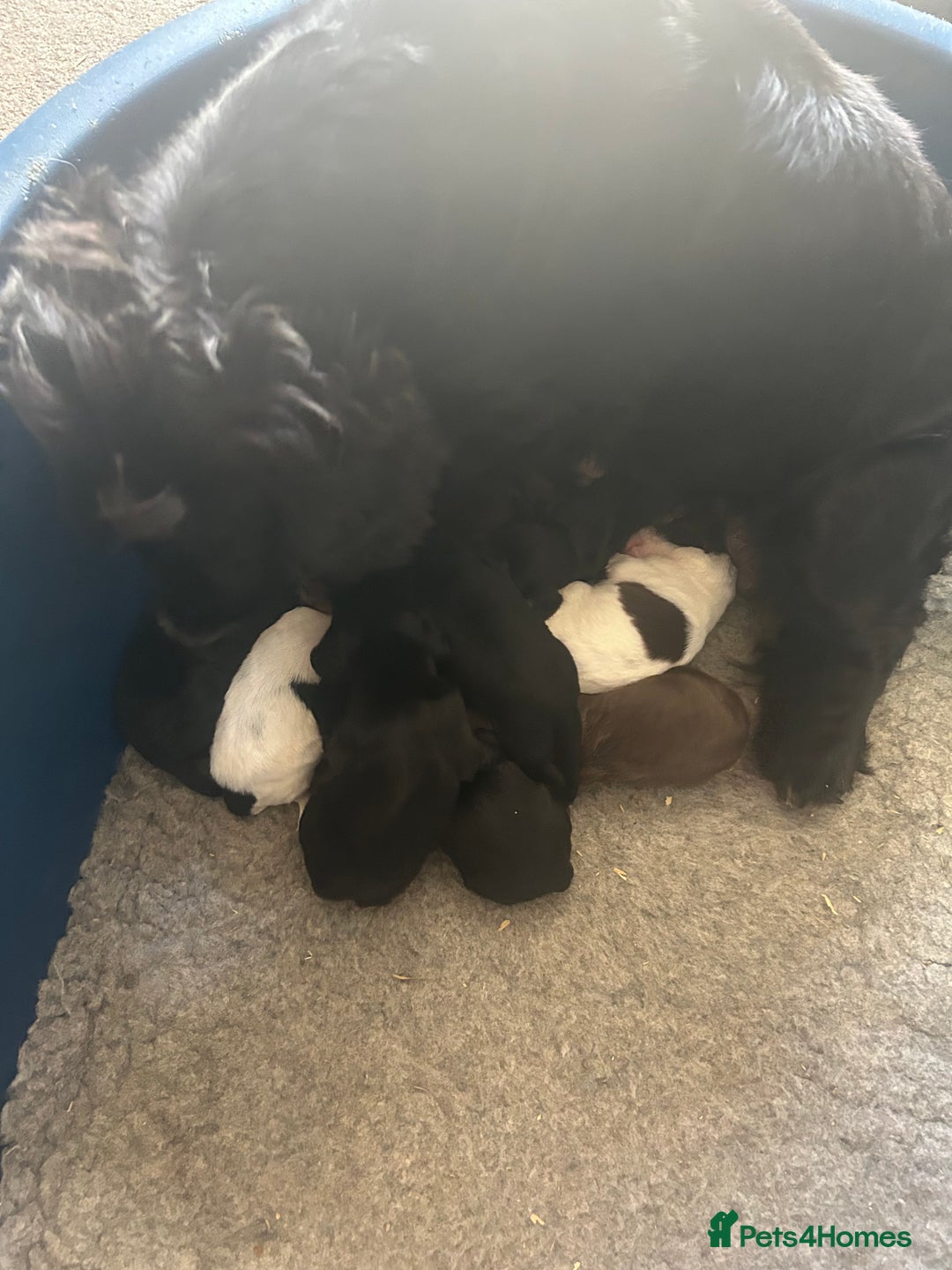 Cocker Spaniel dogs for sale: Well socialised Pedigree Cocker pups - Image 2