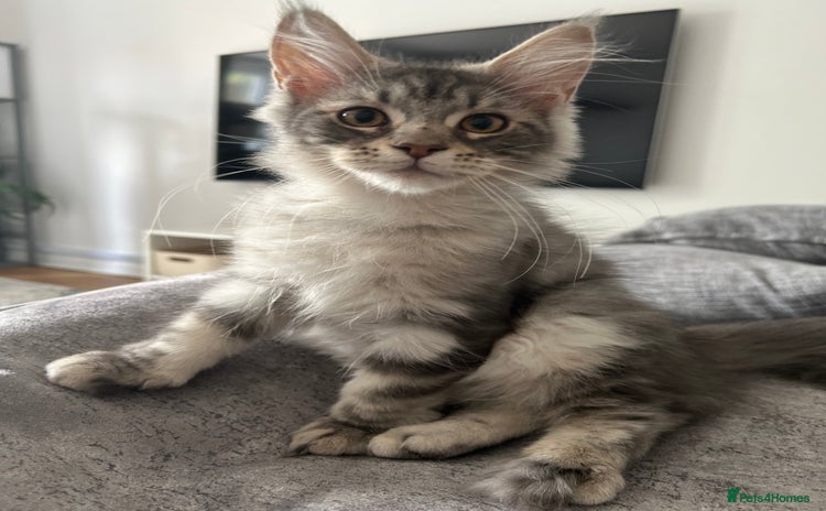 Maine Coon cats in Huddersfield - Advert 7