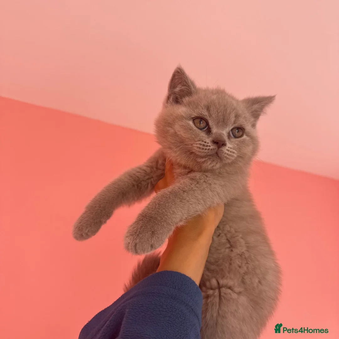 British Shorthair cats for sale: 2 BSH Kittens - 450£  - Advert 1