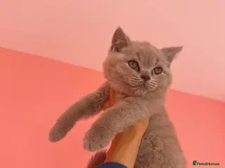 British Shorthair cats 2 BSH Kittens - 450£ - Advert 1