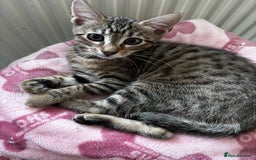 Bengal cats for sale: Bengal mix breed female kitten  - Image 1