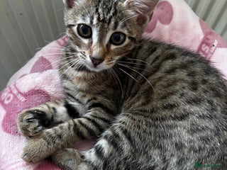 Bengal cats - Advert 11