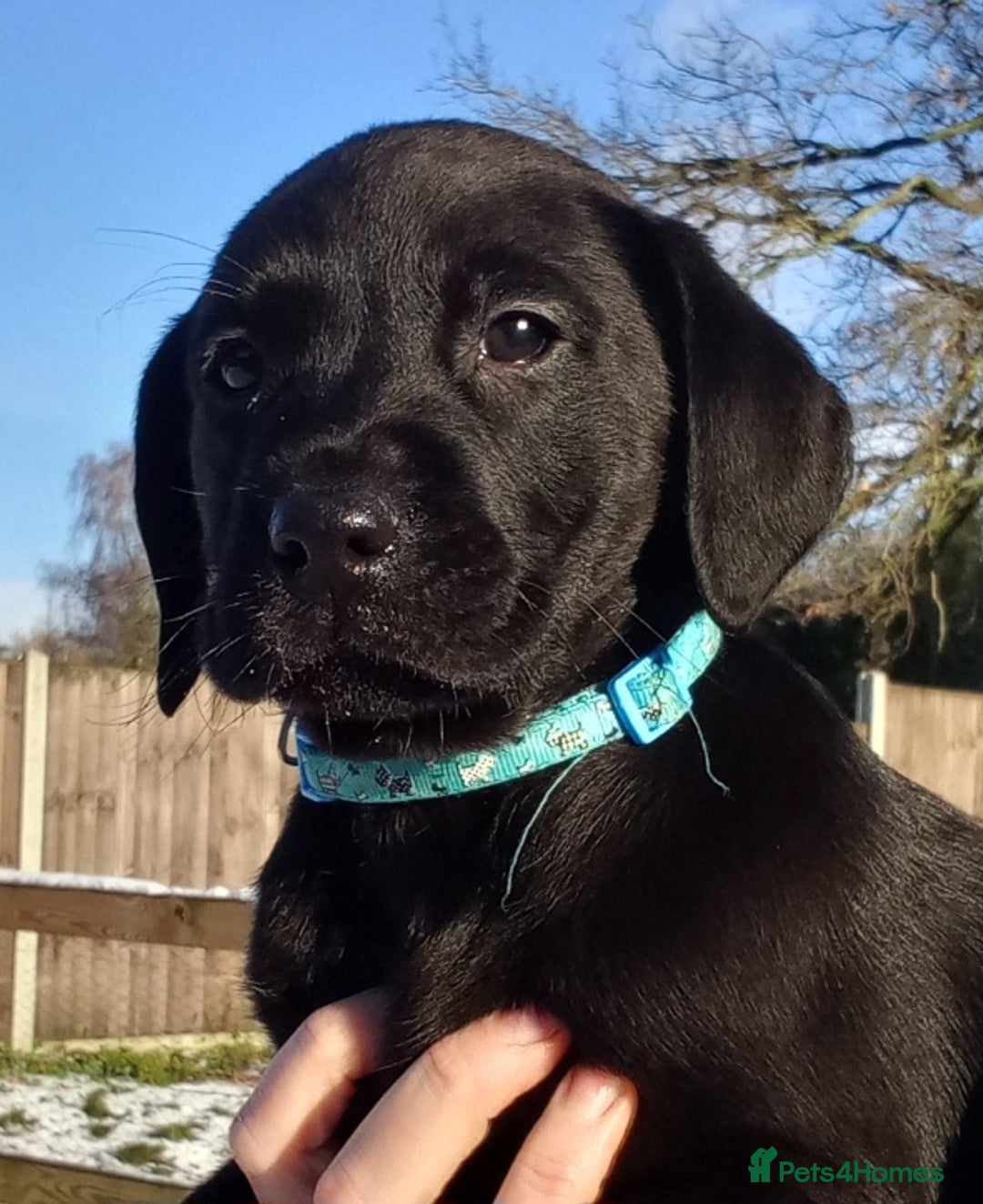 Labrador Retriever dogs for sale: KC Reg labrador puppies for sale  - Advert 4