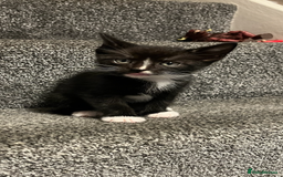Mixed Breed cats for sale: Adorable kittens ready now - Image 1