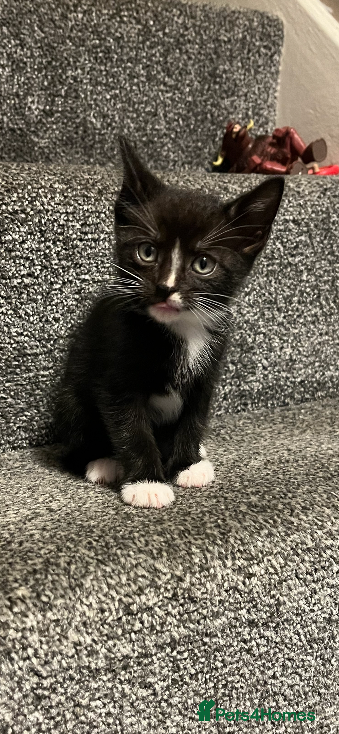 Mixed Breed cats for sale: Adorable kittens ready now - Image 1