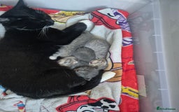 Mixed Breed cats for sale: 3 kittens 2 female 1 male - Image 8