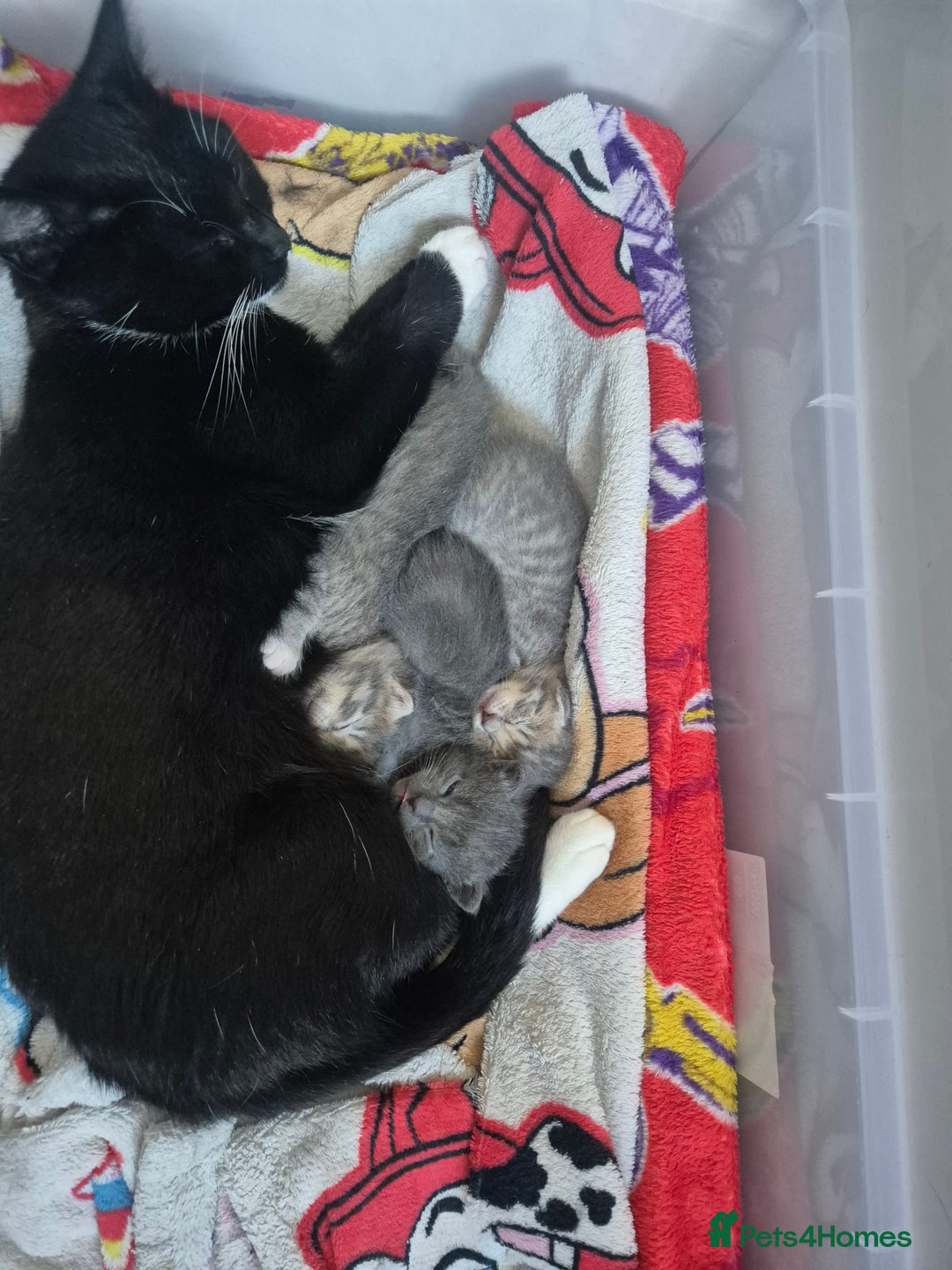 Mixed Breed cats for sale: 3 kittens 2 female 1 male - Image 8