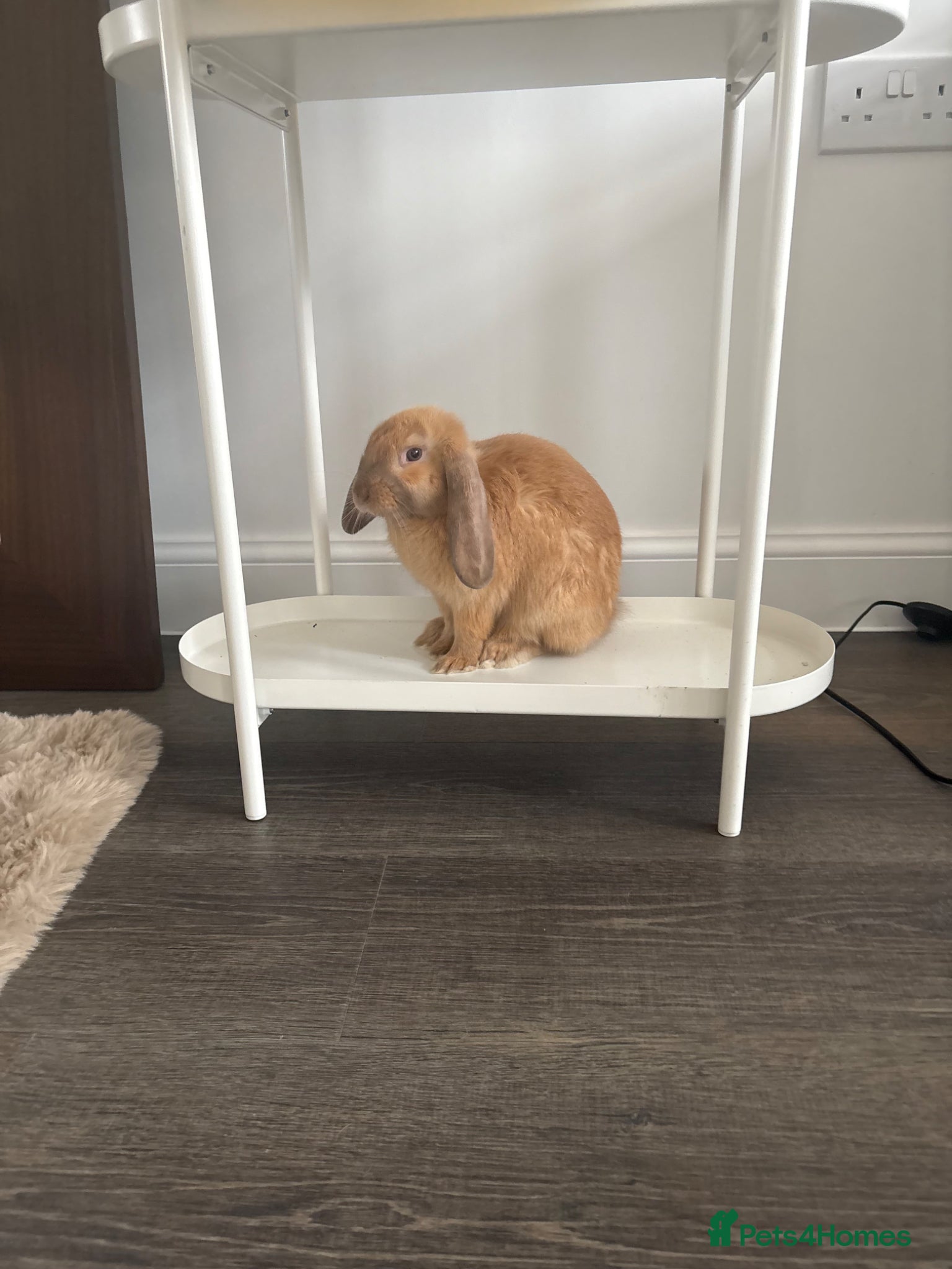 Mixed Breed rabbits Neutered male rabbit  - Advert 19