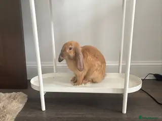 Mixed Breed rabbits Neutered male rabbit - Advert 19