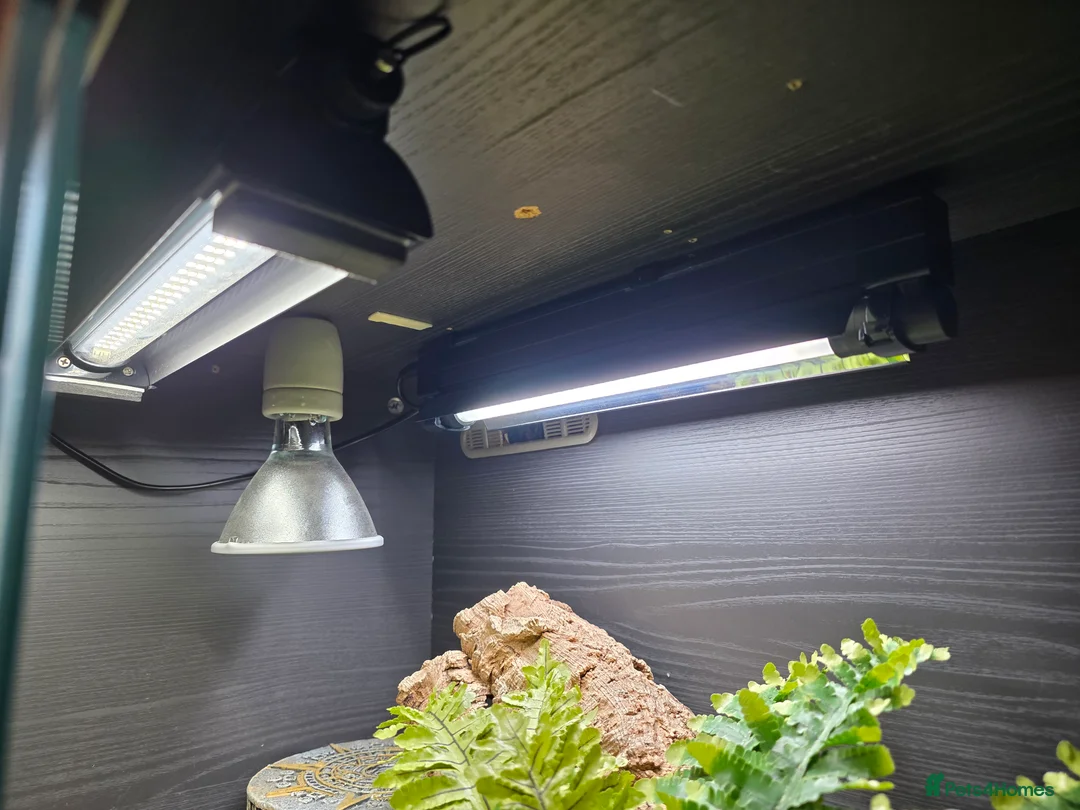 Leopard Gecko reptiles for sale: Leopard gecko and enclosure  - Advert 7