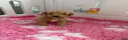 Labradoodle dogs for sale: Extensively DNA  ToY/mini labradoodle parents DNA  - Advert 13
