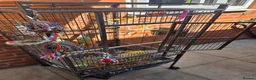 Ringnecks birds for sale: Recessive Pied Indian Ring Neck - Advert 6