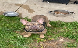 French Bulldog dogs for sale: French bulldog for sale  - Image 3