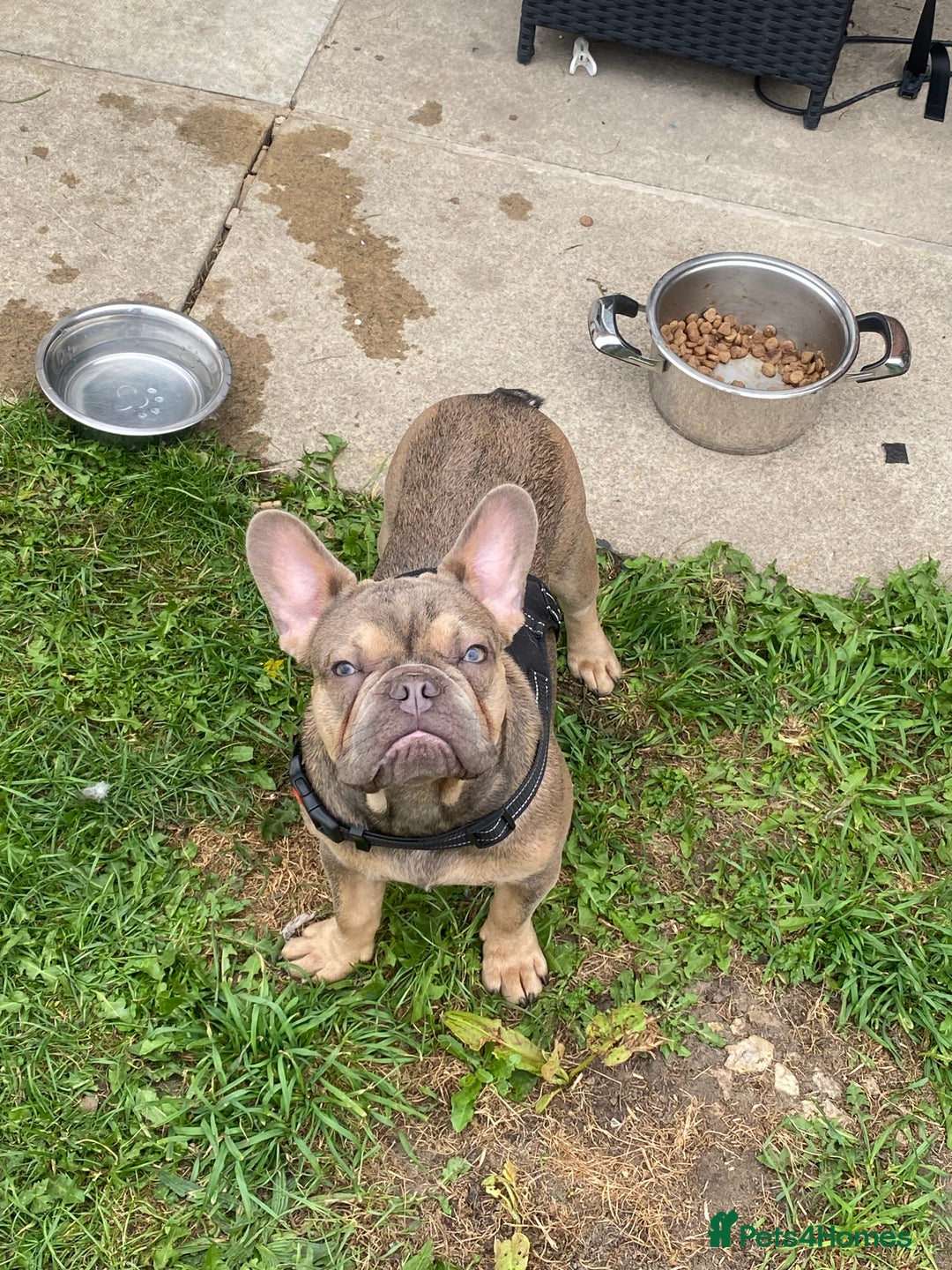 French Bulldog dogs for sale: French bulldog for sale  - Image 3